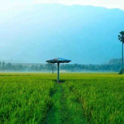 PADDY FIELD PALAKKAD